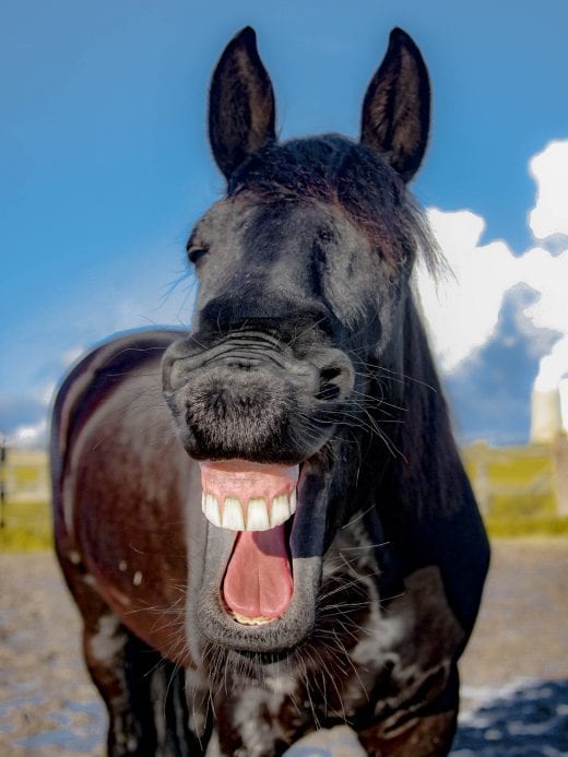 Horse-Laughing-e1529503659839.jpg